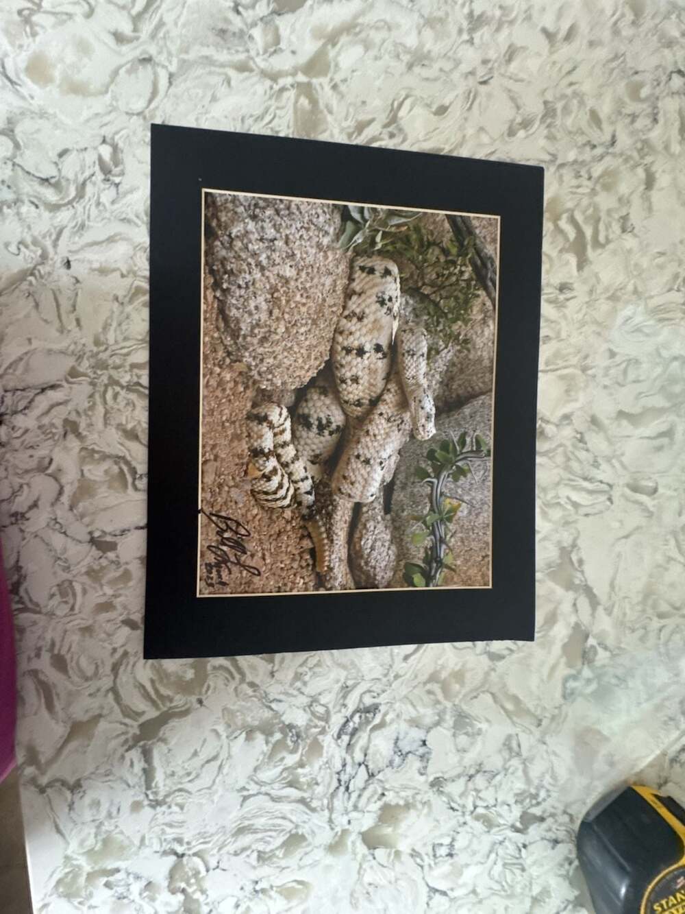 Bill March Signed Photographic Print of Speckled Rattlesnake in Natural Habitat